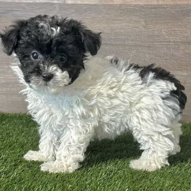 Paris - Toy Poodle Female