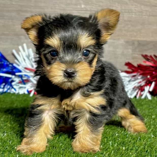 Rider - Yorkshire Terrier Male