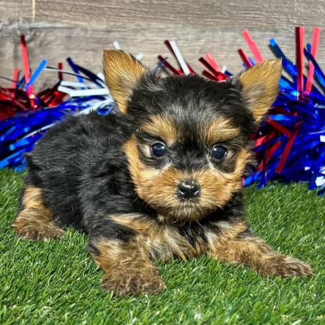 Ray - Yorkshire Terrier Male