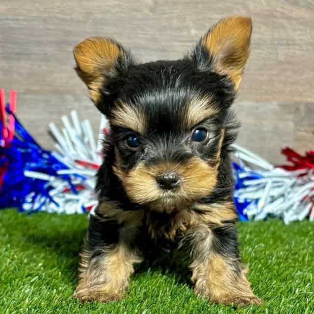 Roy - Yorkshire Terrier Male
