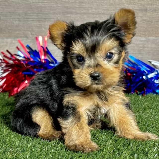 Ren - Yorkshire Terrier Male