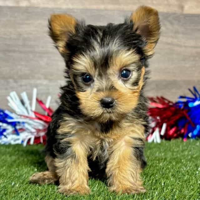 Ren - Yorkshire Terrier Male
