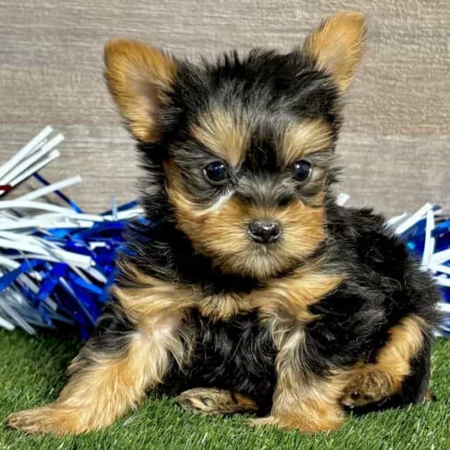 Ross - Yorkshire Terrier Male