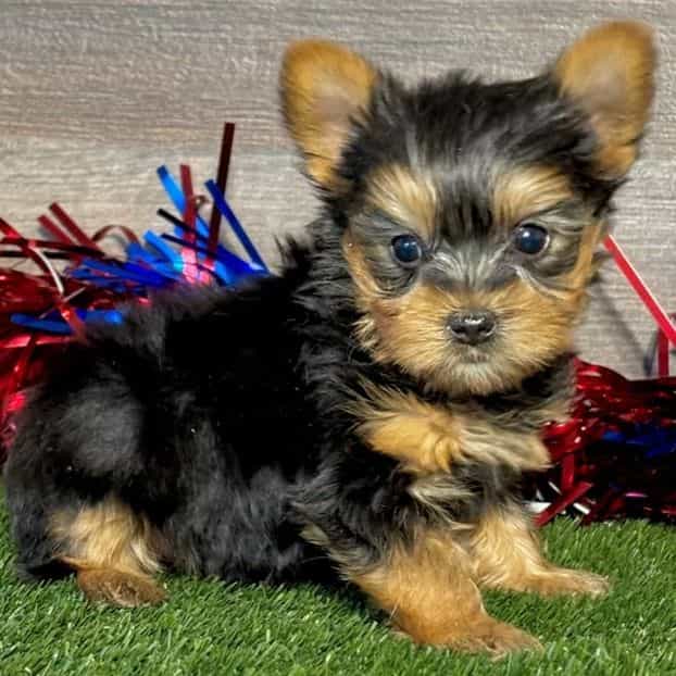 Ross - Yorkshire Terrier Male