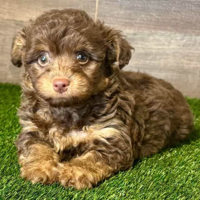 Violet - Yorkipoo Female