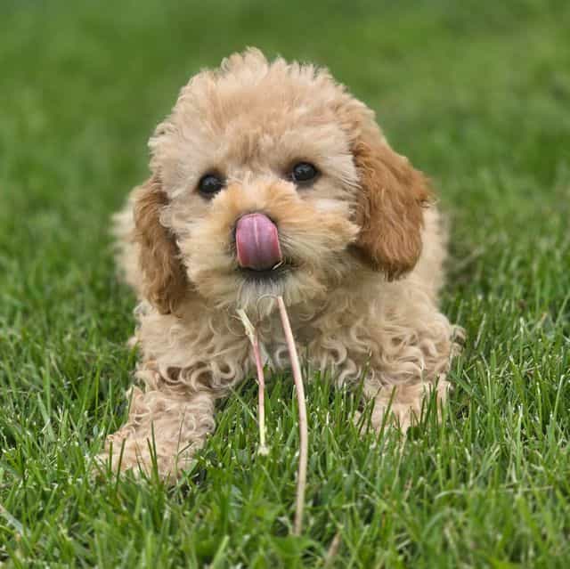 Lady - Cavapoo Female