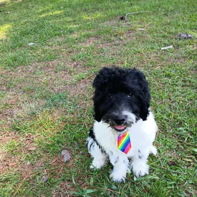 Diesel - Labradoodle Male