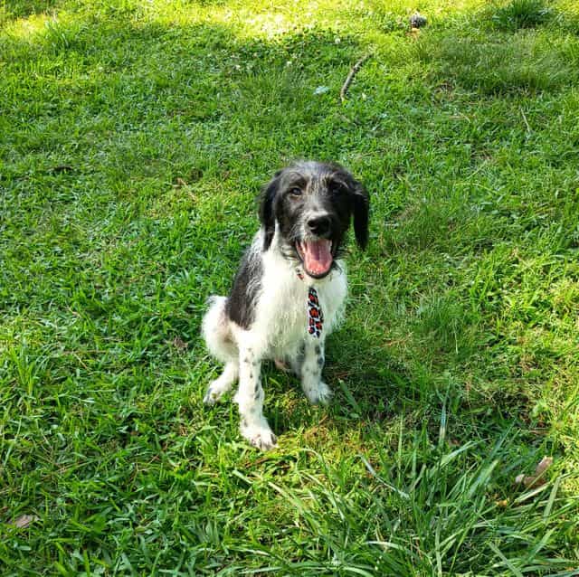 Trucker - Labradoodle Male