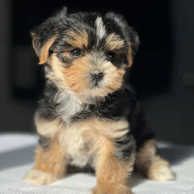 Taffy - Morkie Female
