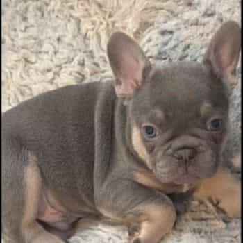 Pierre - French Bulldog Male