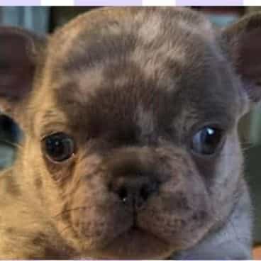 Violetta - French Bulldog Female