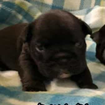 Toast - English Bulldog Male