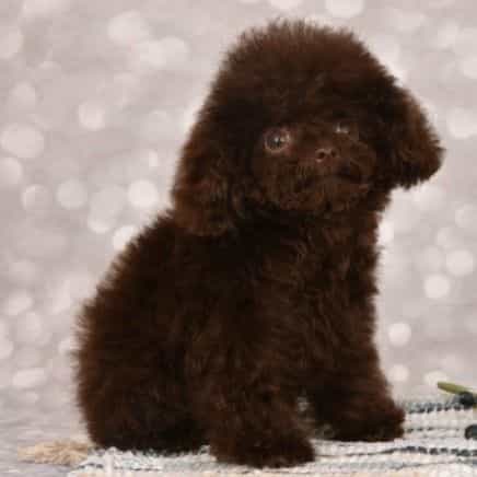 Noah aka BENTLE - Toy Poodle Male