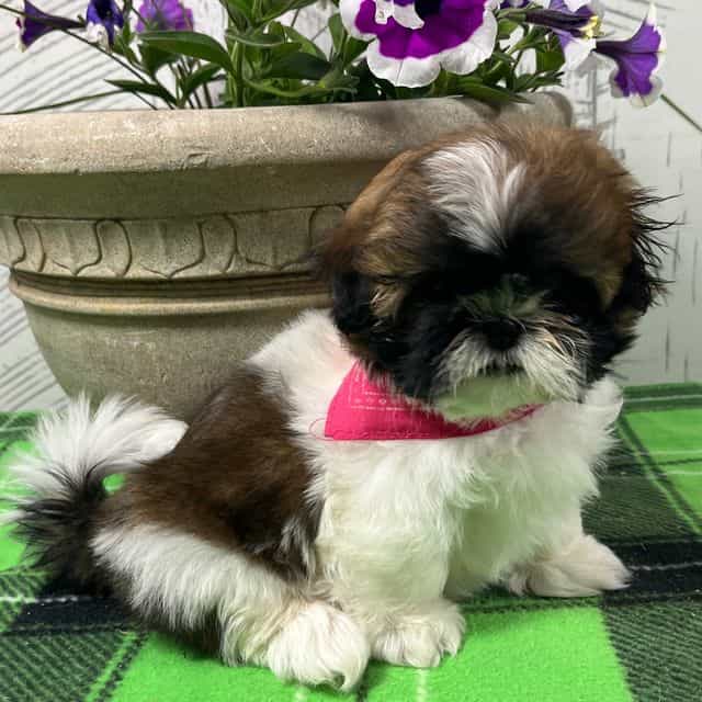 Shirley - Shih Tzu Female