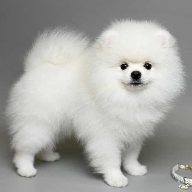 NAYSON Von Riko - Pomeranian Male