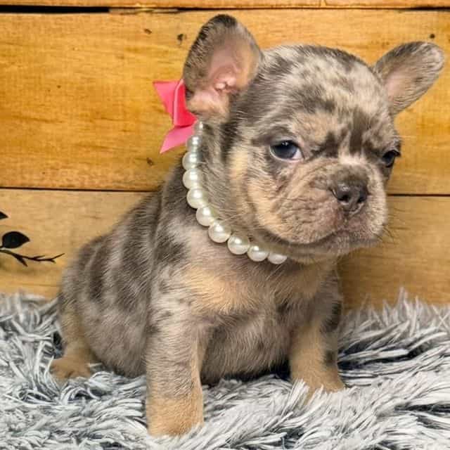 Gigi - French Bulldog Female