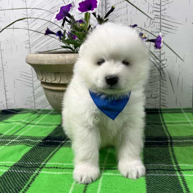 Dozer - Samoyed Male