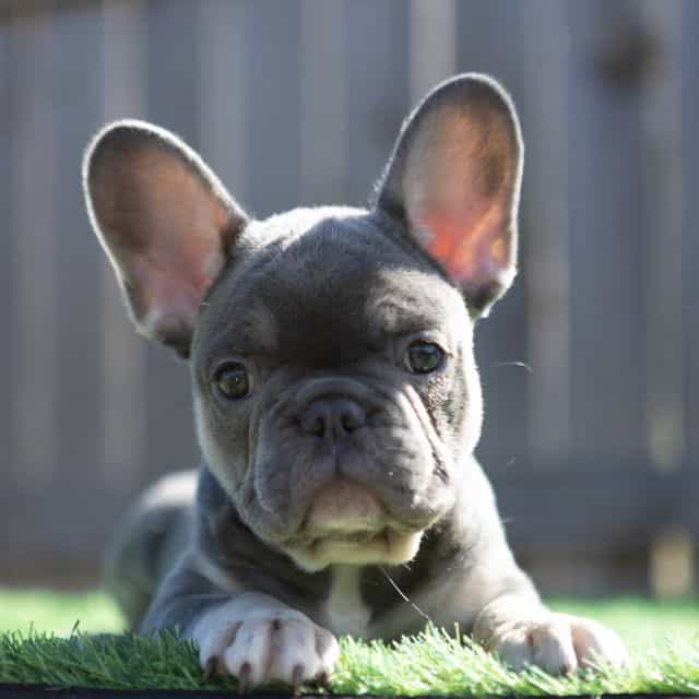 Mufasa - French Bulldog Male