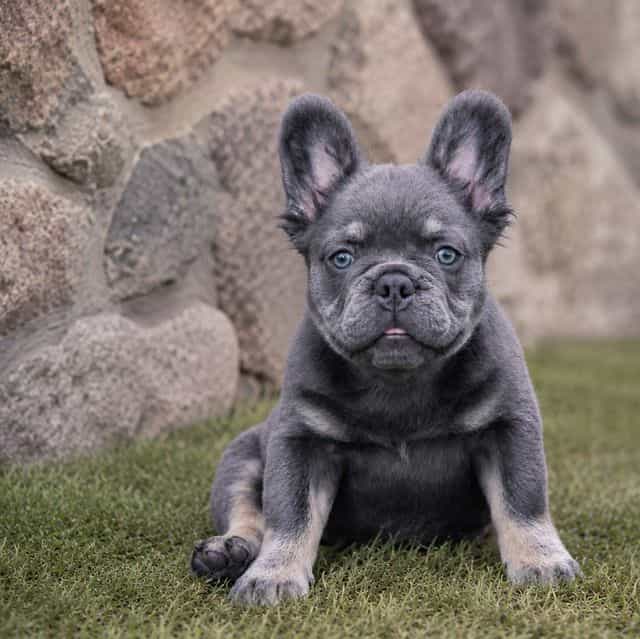 Fendi - French Bulldog Female
