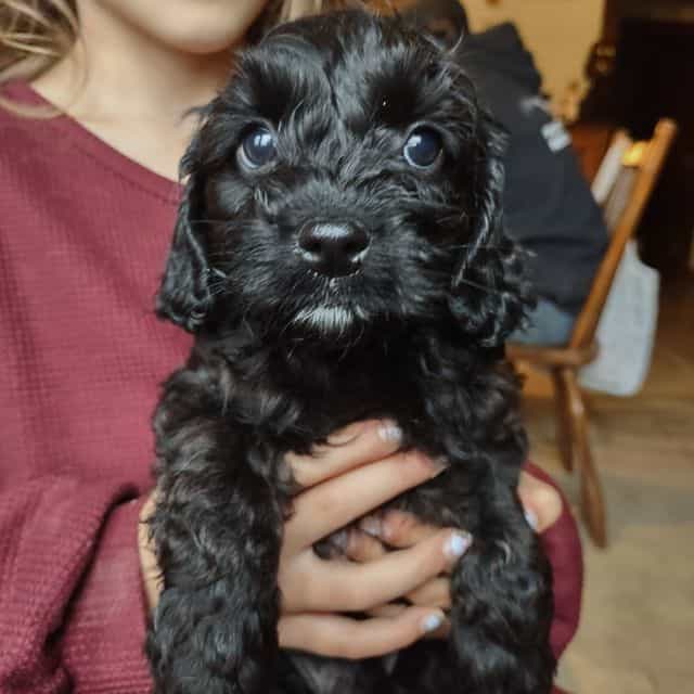 brooks - Cockapoo Male