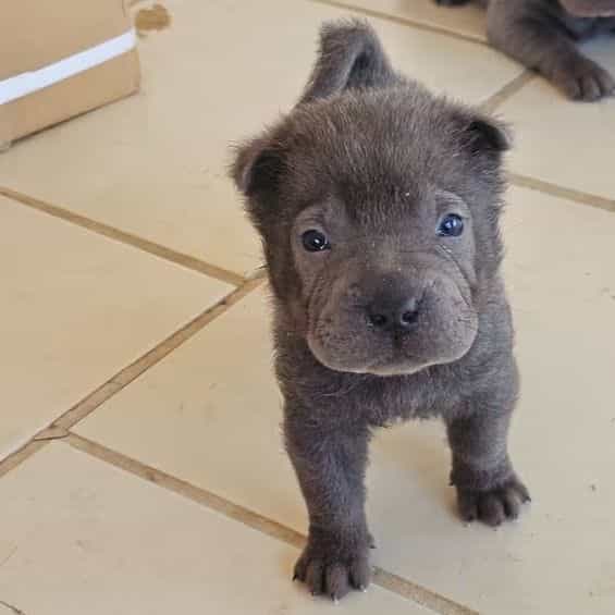 Pieces - Chinese Shar-Pei Male