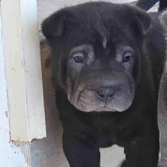 Nails - Chinese Shar-Pei Male