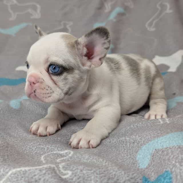 Snowy - French Bulldog Female