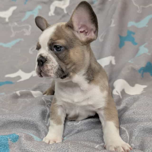 Fefe - French Bulldog Female