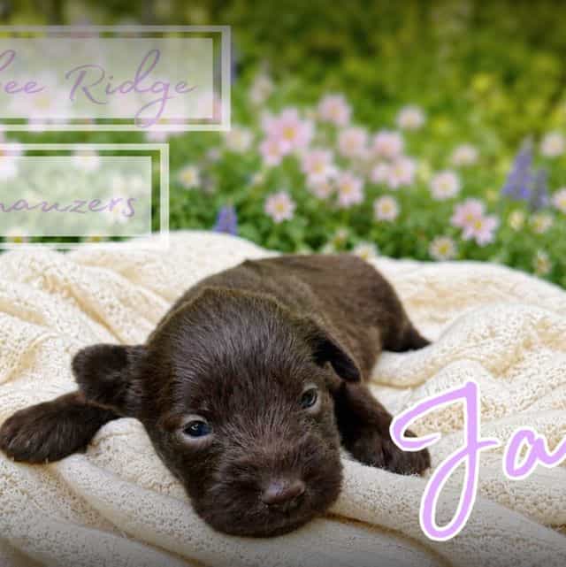 Akc Jacks - Miniature Schnauzer Male