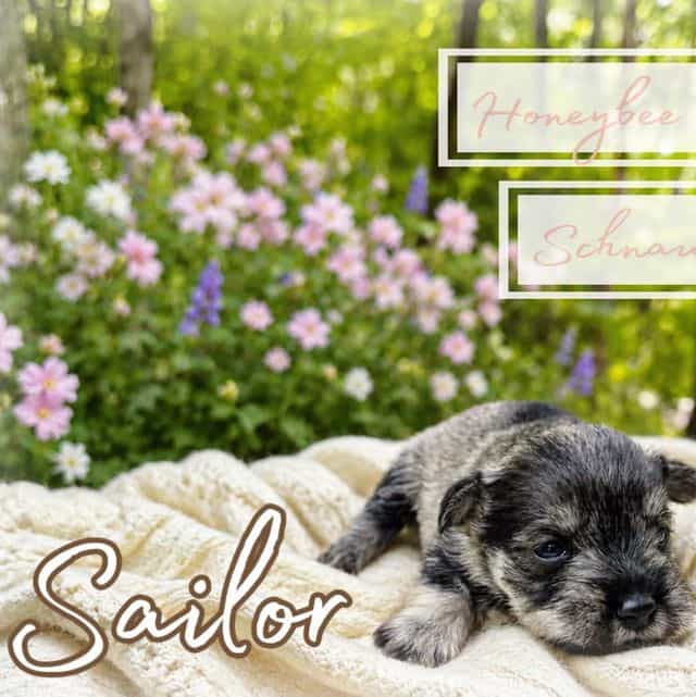 Akc Sailor  - Miniature Schnauzer Male
