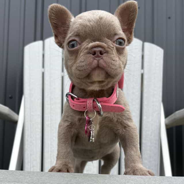  Chanel - French Bulldog Female