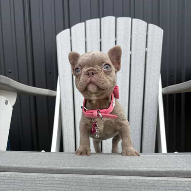  Chanel - French Bulldog Female