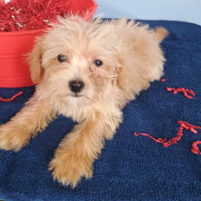 Sparkles - Havapoo Female