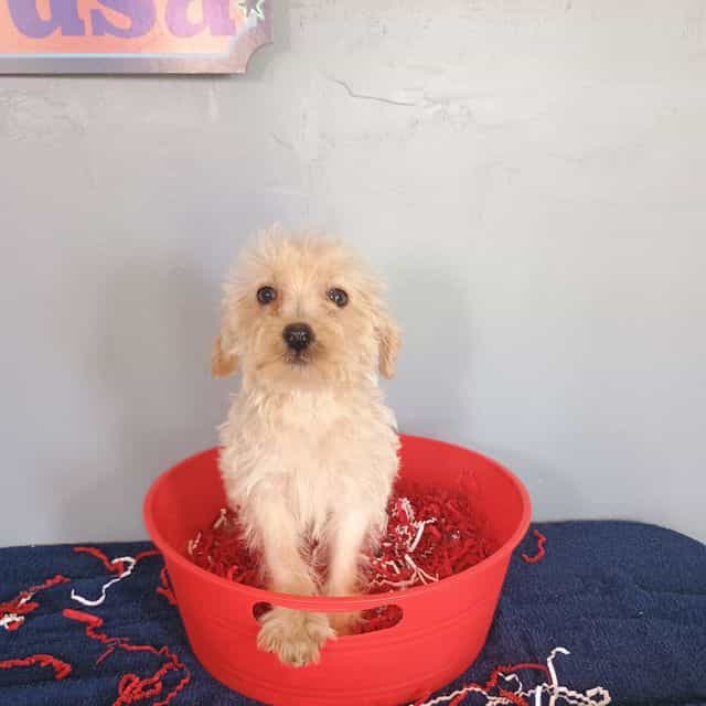 Sweetie - Havapoo Female