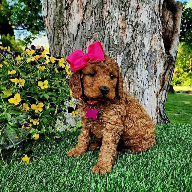 Betsy(mini) - Goldendoodle Female