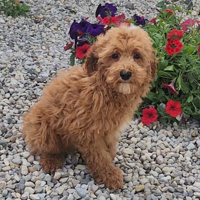 Oliver(mini) - Goldendoodle Male