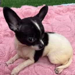 Daisy - Chihuahua Female