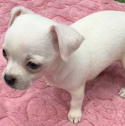 Darci - Chihuahua Female