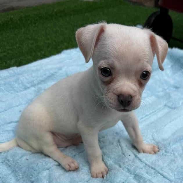 Dylan - Chihuahua Male