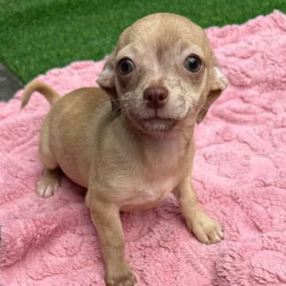 Lizzie - Chihuahua Female