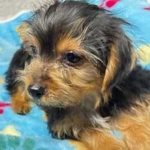 Dexter - Yorkshire Terrier Male
