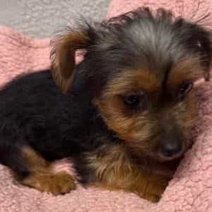 Destiny - Yorkshire Terrier Female