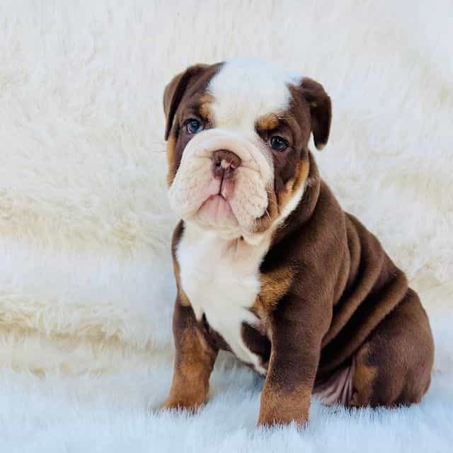 Tootsie - English Bulldog Female