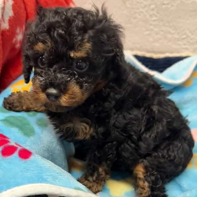 Axel - Toy Poodle Male