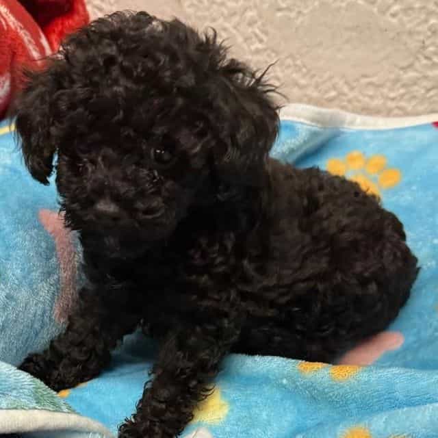 Alex - Toy Poodle Male