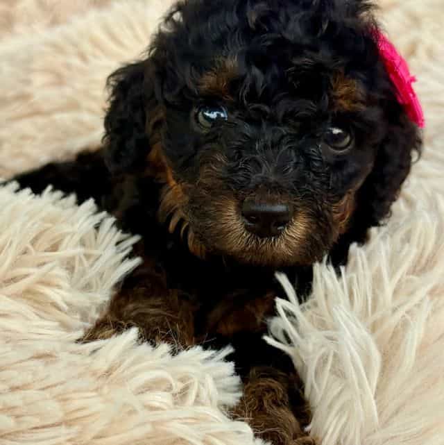 Sunny - Standard Poodle Female