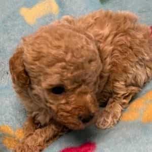 Grant - Toy Poodle Male