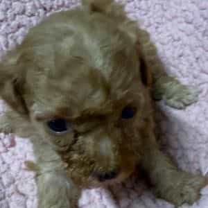 Gia - Toy Poodle Female