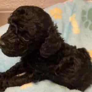 Gunar - Toy Poodle Male