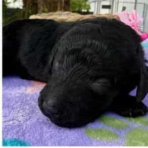Seaside - Standard Poodle Female